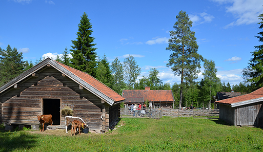 Karl-Töfåsens fäbod med kor och besökare.