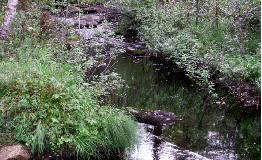 En å som rinner genom grön vegetation. Vattnet ser brunt ut.