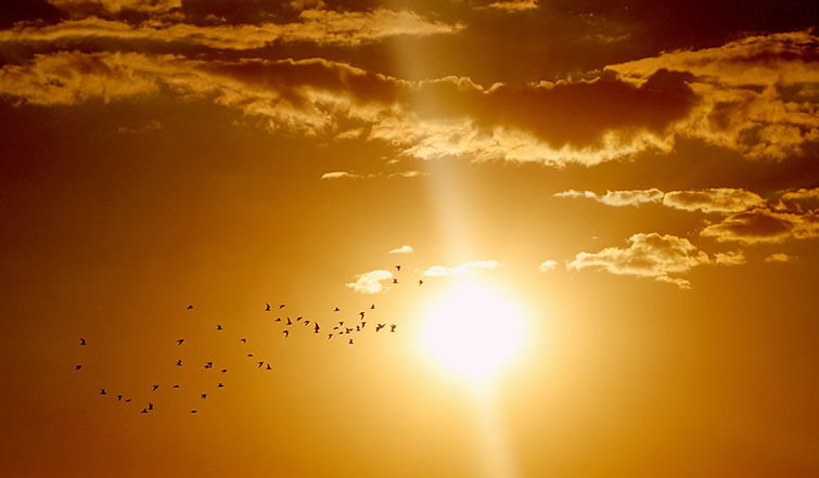 Solnedgång med en flock fåglar som flyger mot solen.