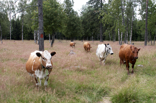 Kor som går fritt på fäbode.
