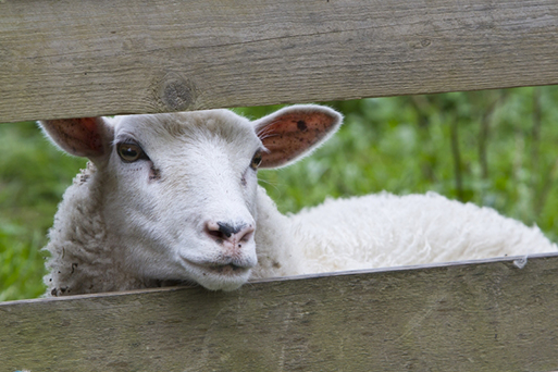 Ett fårhuvud sticker ut mellan staketspjälor.
