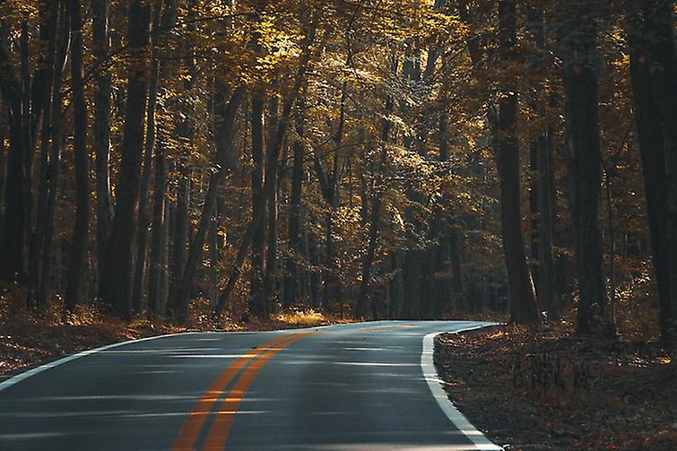 Asfaltsväg genom skogen. fri att använda från Pixabay.